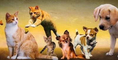 Campanha da Quaresma | 4.ª semana | Cuide dos animais!