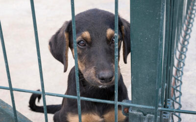 Dia Internacional do Animal Abandonado